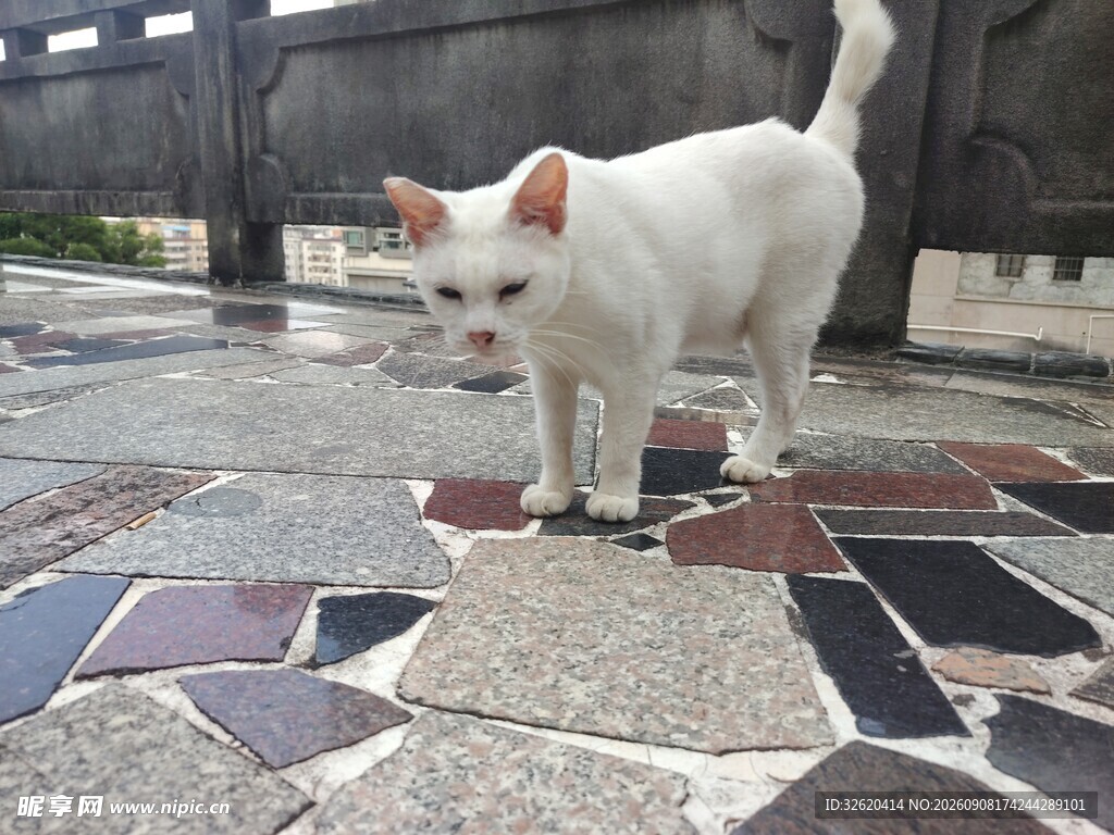 小猫