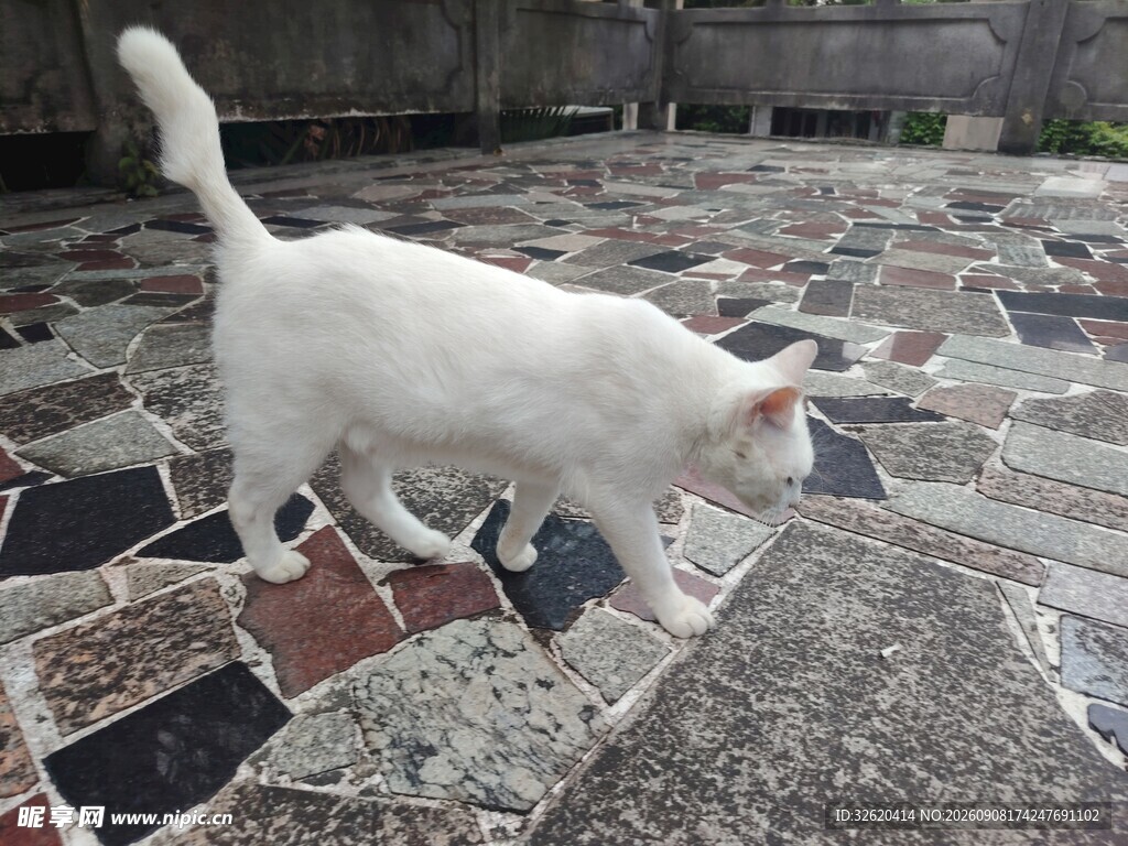漫步的小白猫