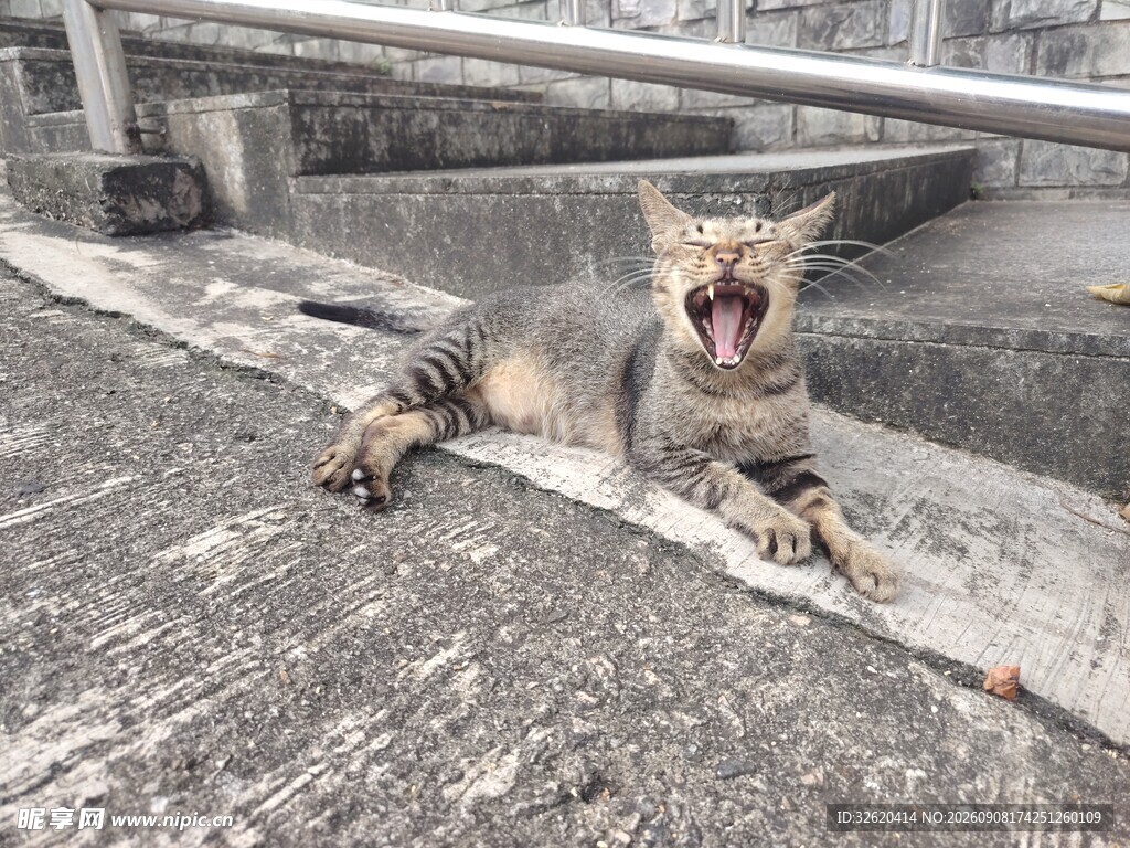张嘴猫咪趴于户外地面