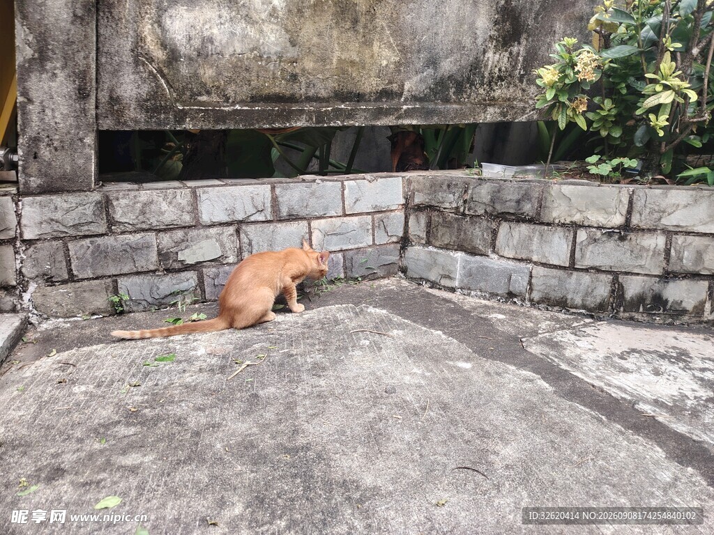 石墙边的橘猫