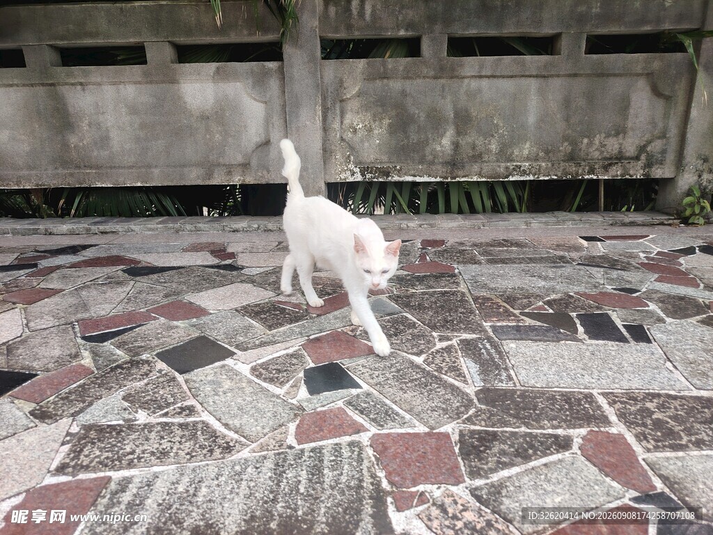 小猫