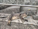路边酣睡的条纹猫咪