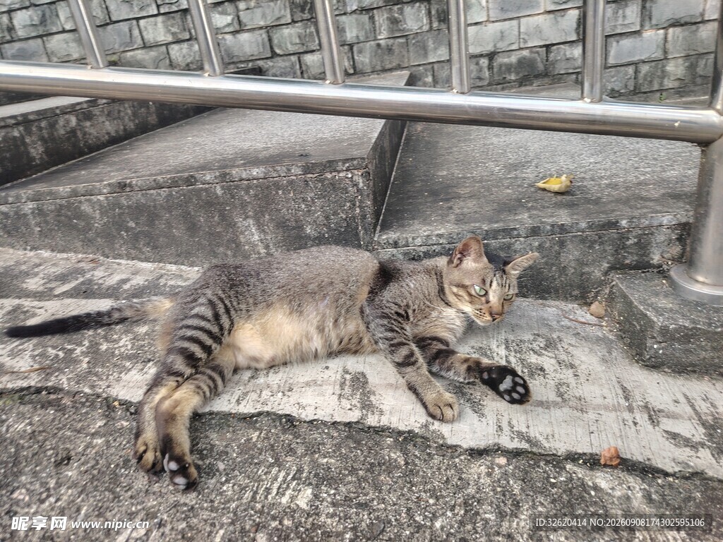 路边酣睡的条纹猫咪