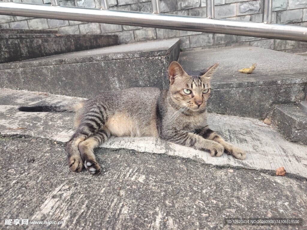 慵懒猫咪惬意趴卧