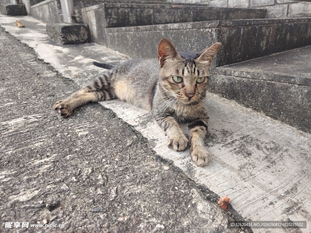 路边休憩的斑纹猫咪