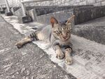 户外趴卧的可爱斑纹猫咪