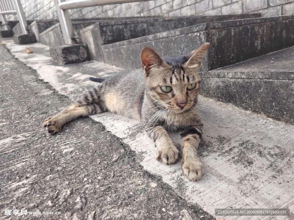 户外趴卧的可爱斑纹猫咪