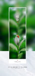 清新植物花卉展示图