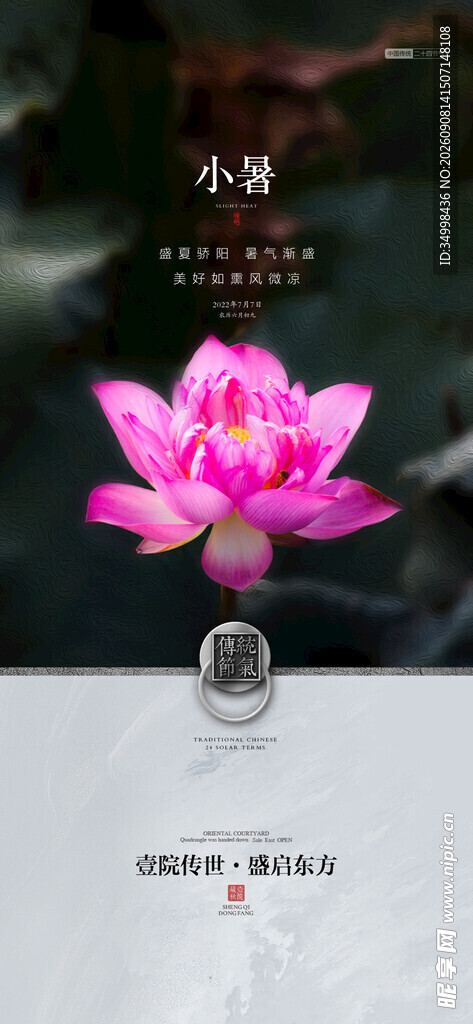 绽放的粉色莲花