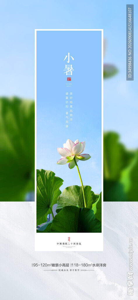 清新花卉自然中的一抹白
