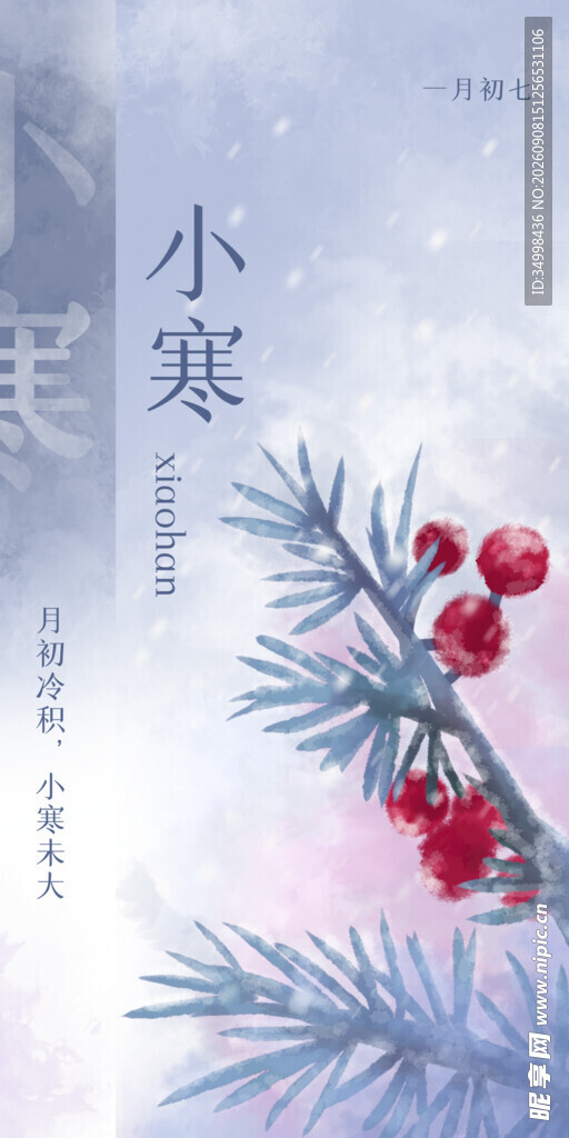 小寒时节红果映松枝