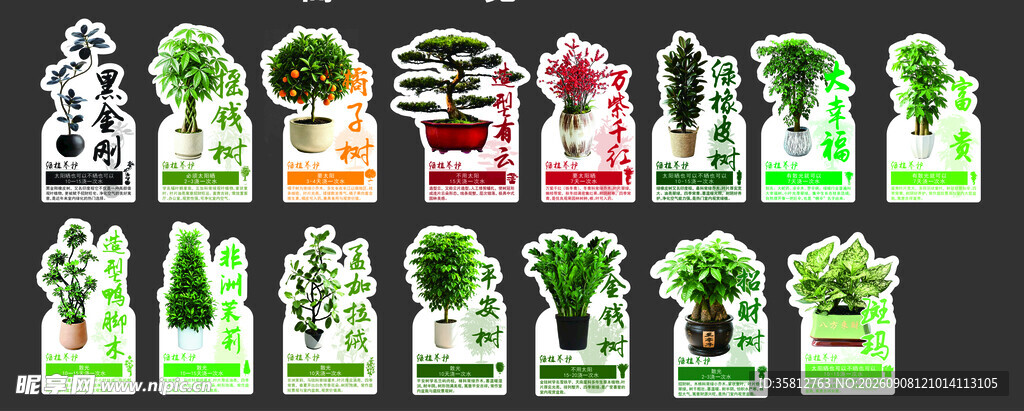 植物介绍卡