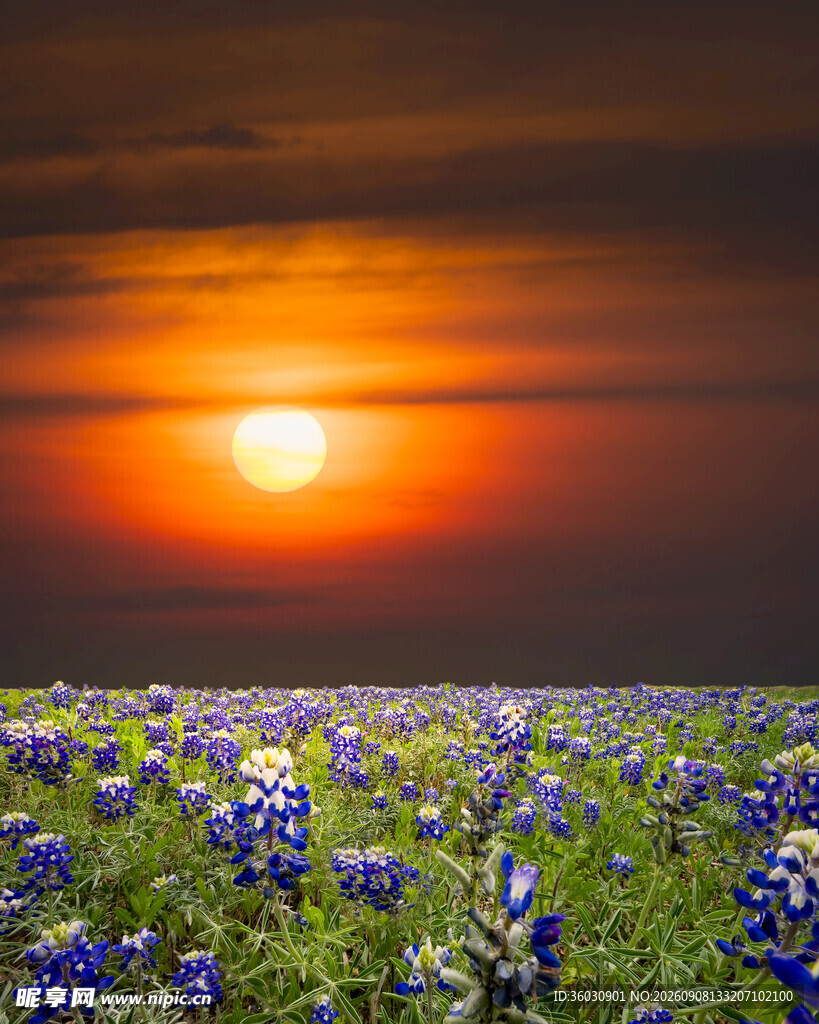夕阳下的蓝花楹花海