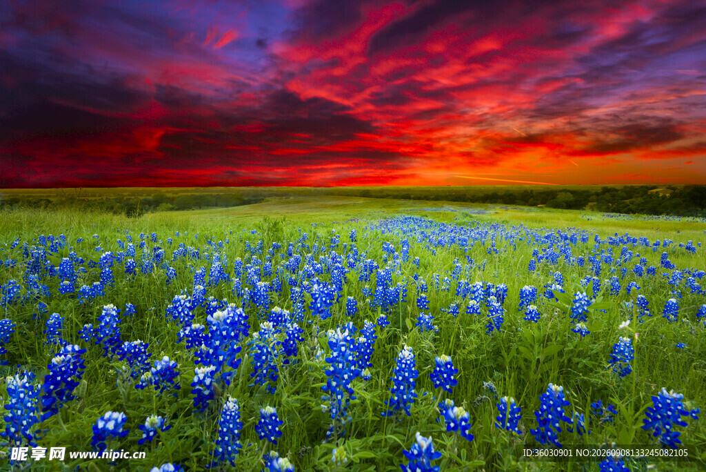 夕阳下的蓝花田野美景