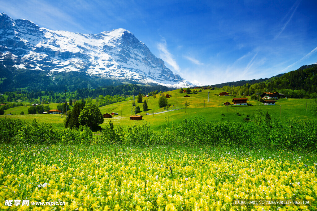 山间绿野黄花与雪山美景