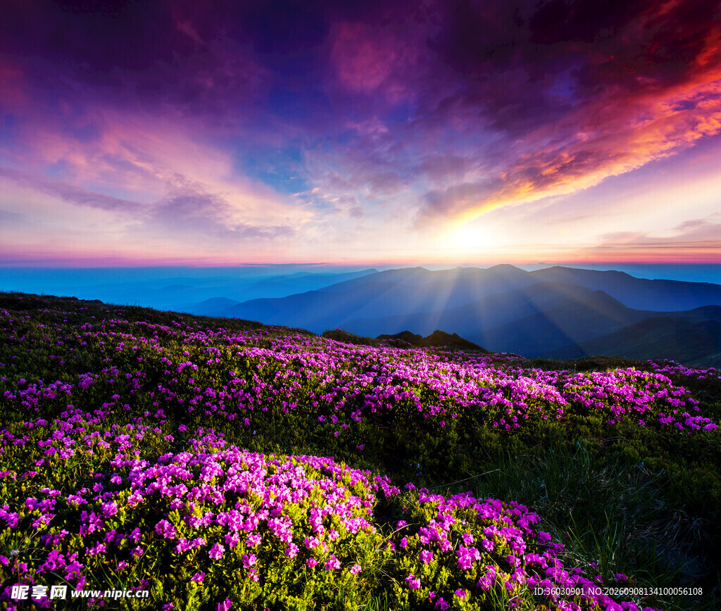 花海日出美景