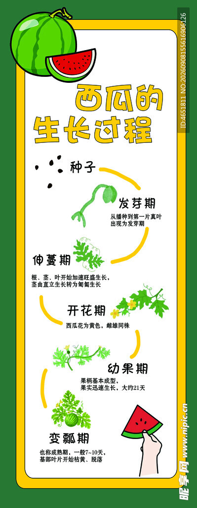 西瓜的生长过程