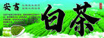 安吉白茶