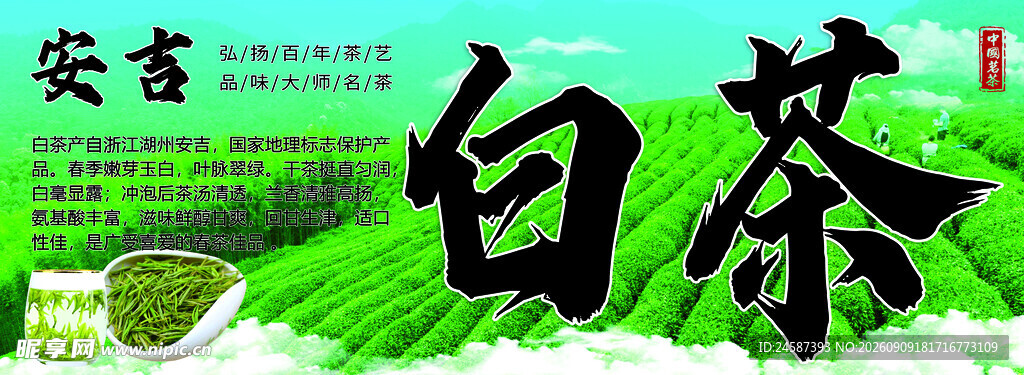 安吉白茶