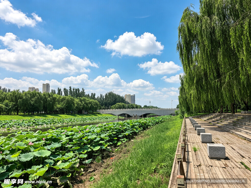 夏日荷塘风光