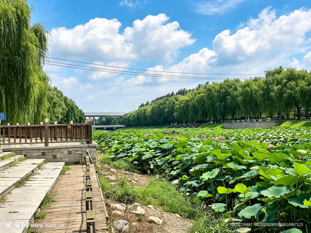 夏日荷塘风光