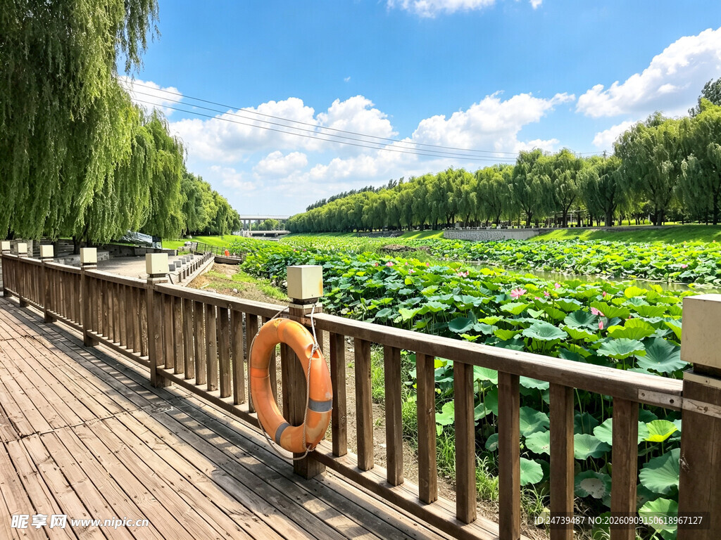 湖畔木栈道旁的荷花美景