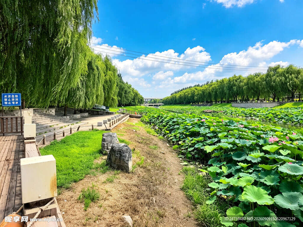 夏日荷塘美景