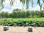 夏日荷塘美景