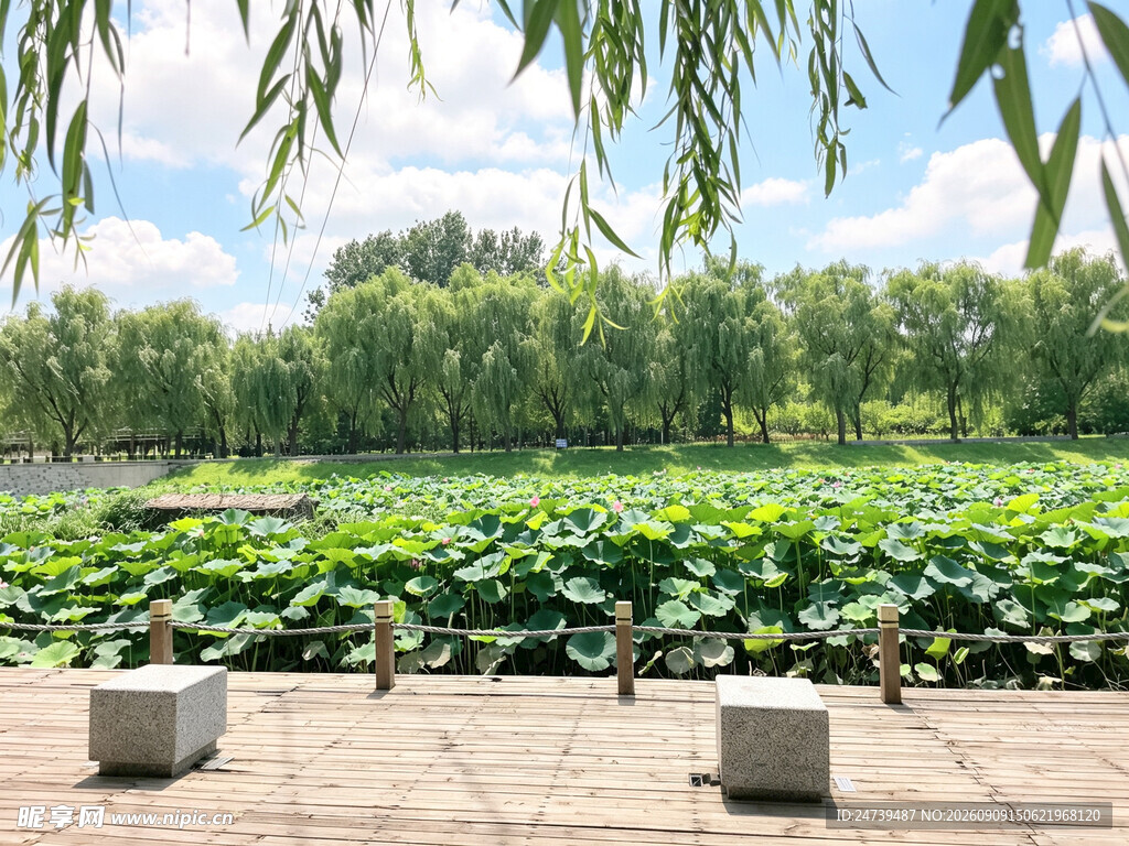 夏日荷塘美景