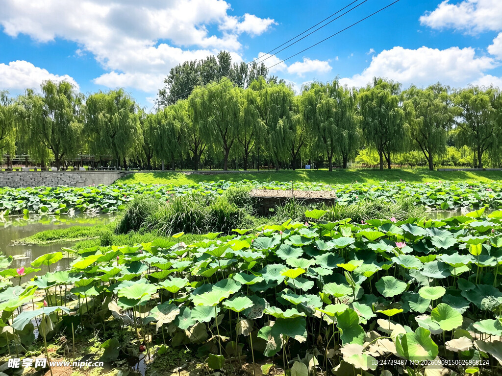 夏日荷塘美景