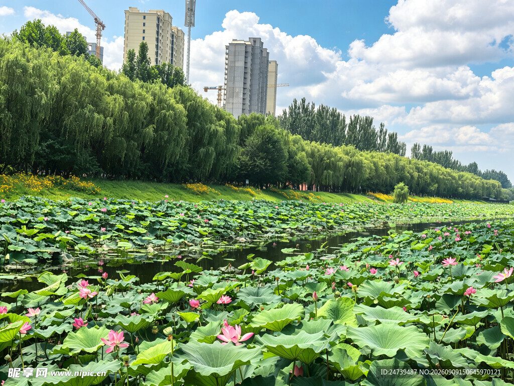 夏日荷塘美景