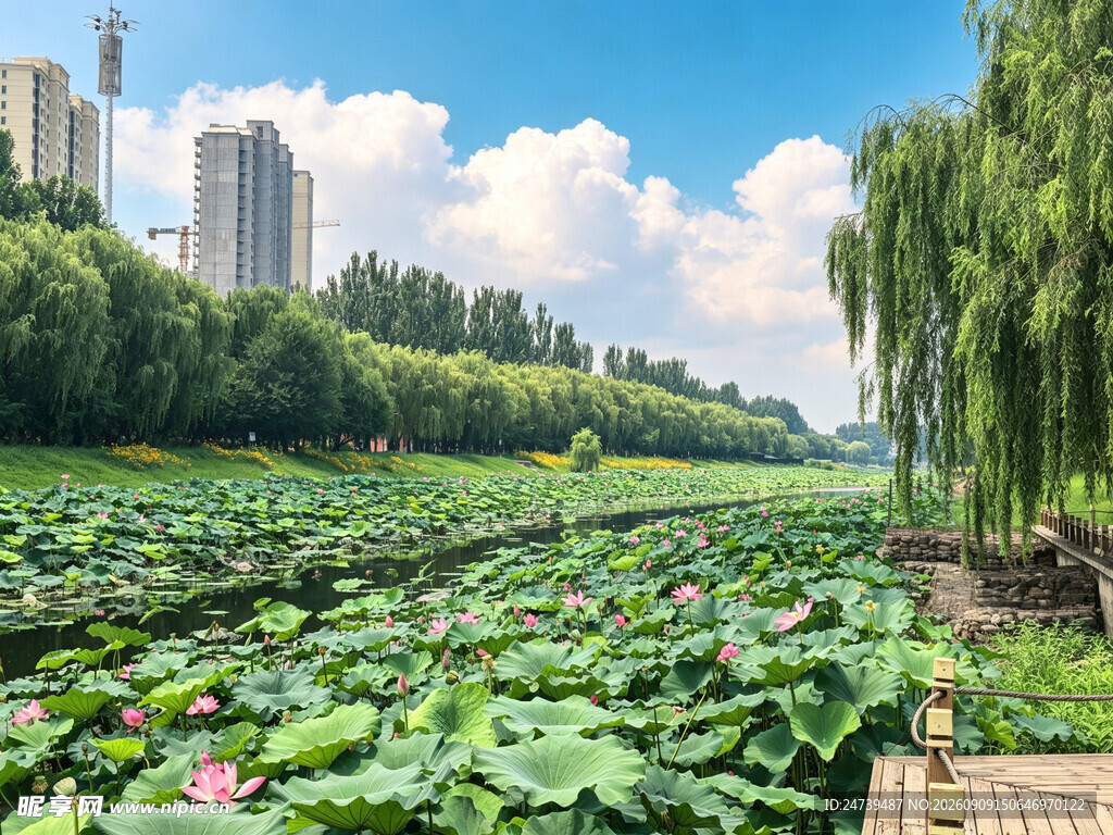 夏日荷塘美景