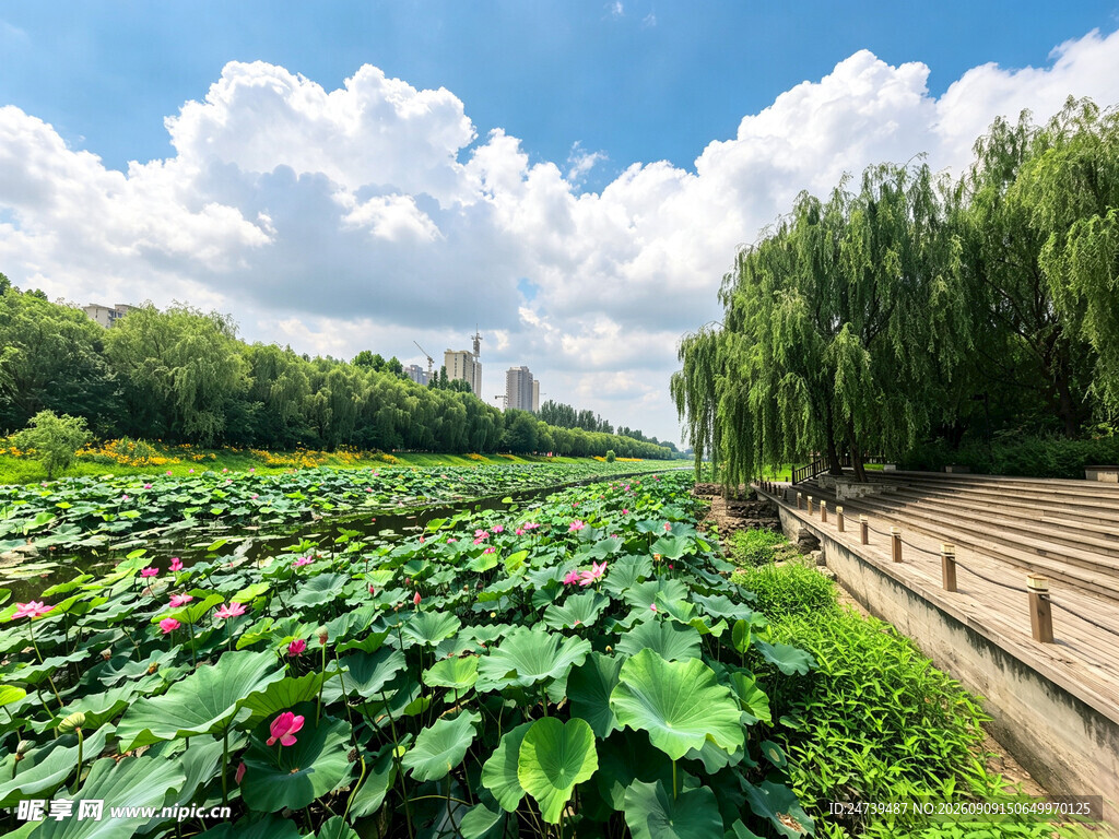 河畔荷塘美景