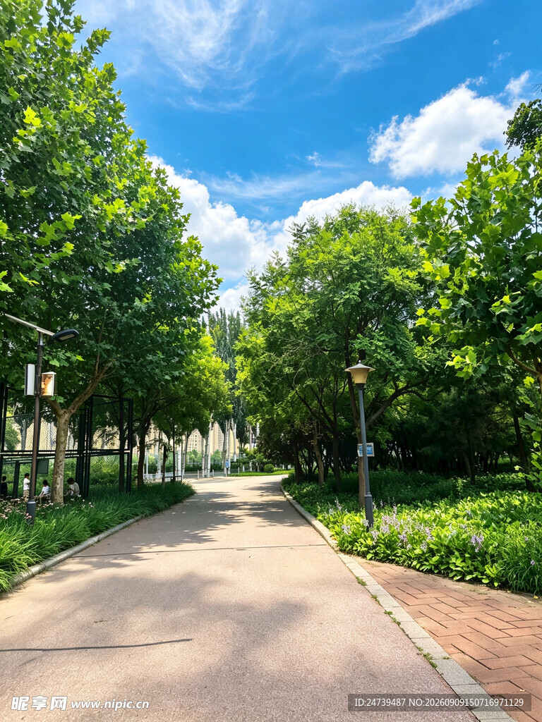 林荫小道夏日清新风景