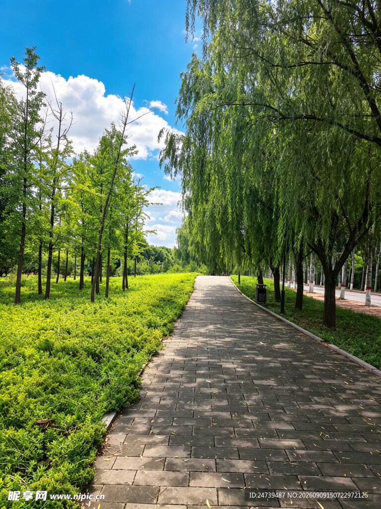 林荫小道绿意盎然的景致
