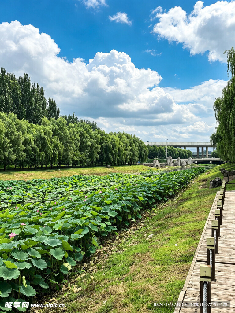 田园荷塘风光