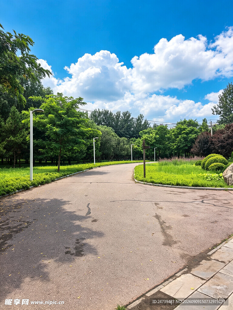郊外林荫路清新自然景