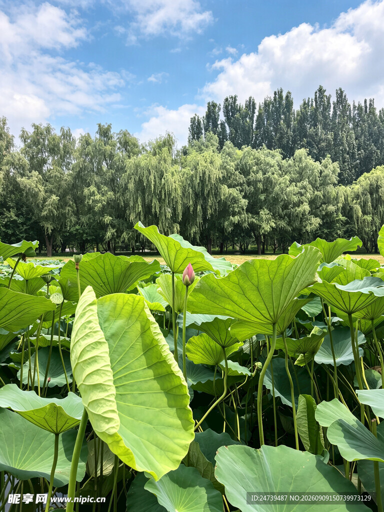 夏日荷塘绿意盎然