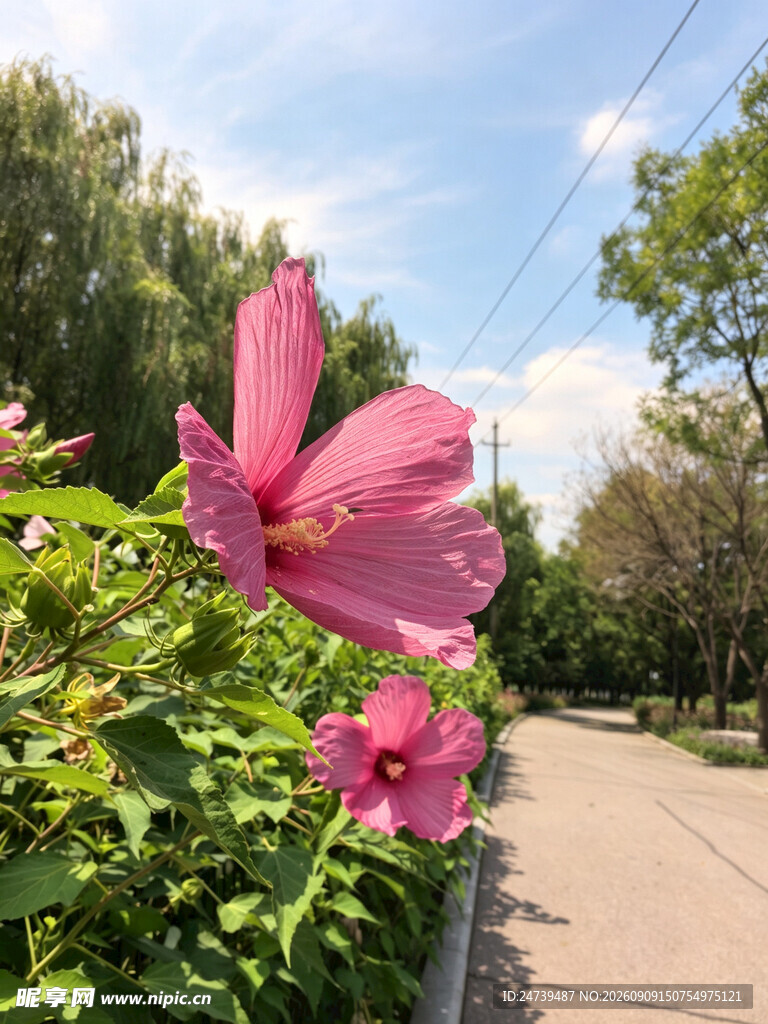 路边绽放的娇艳粉色木槿花