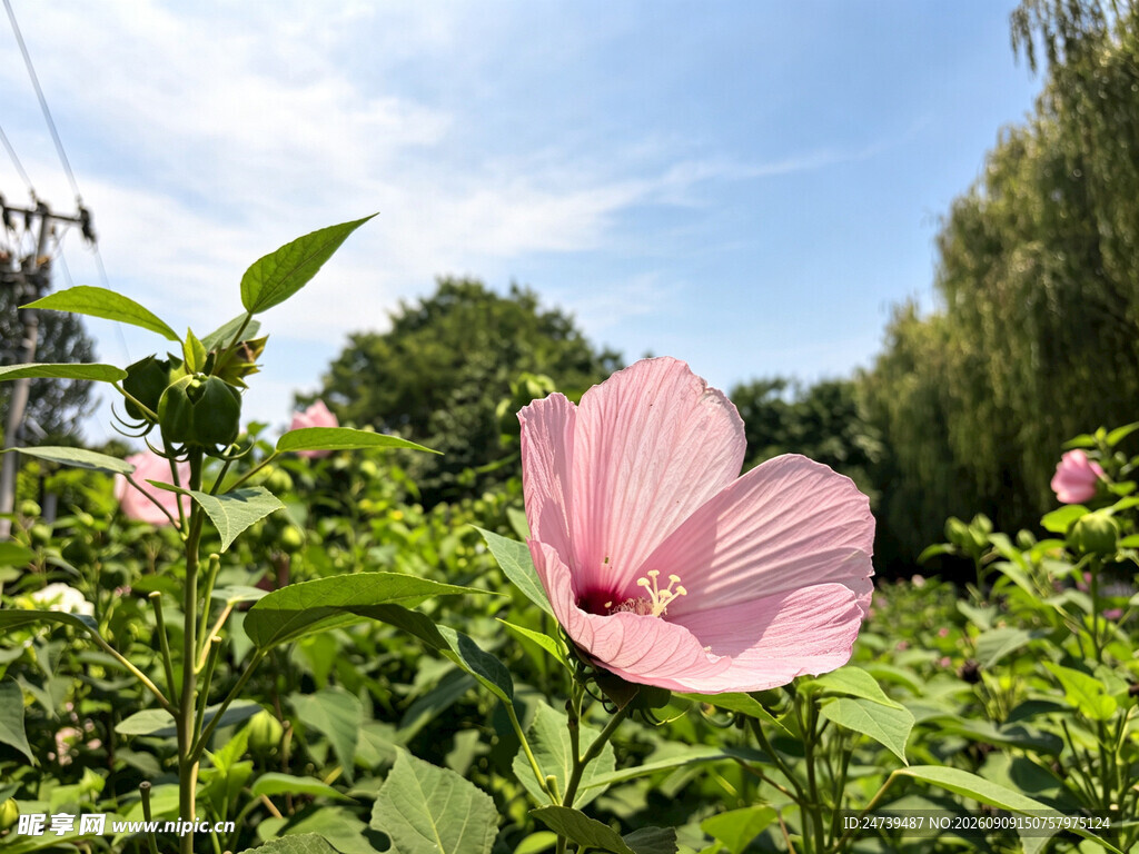 粉色木槿花绽放于绿意间
