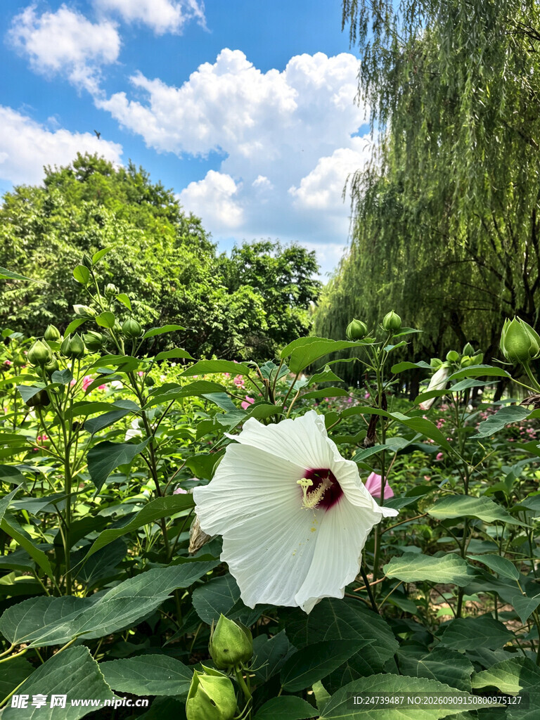 白色木槿花绽放于绿意间