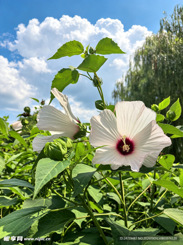绽放的白色木槿花
