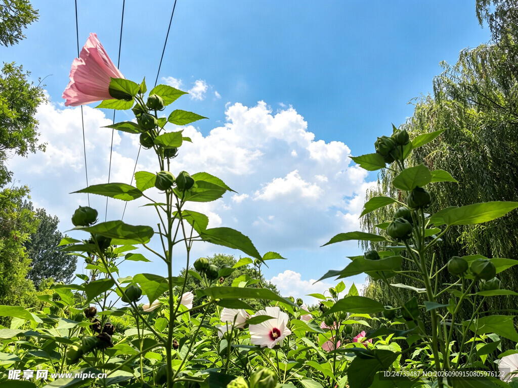 夏日花丛中的蓝天美景
