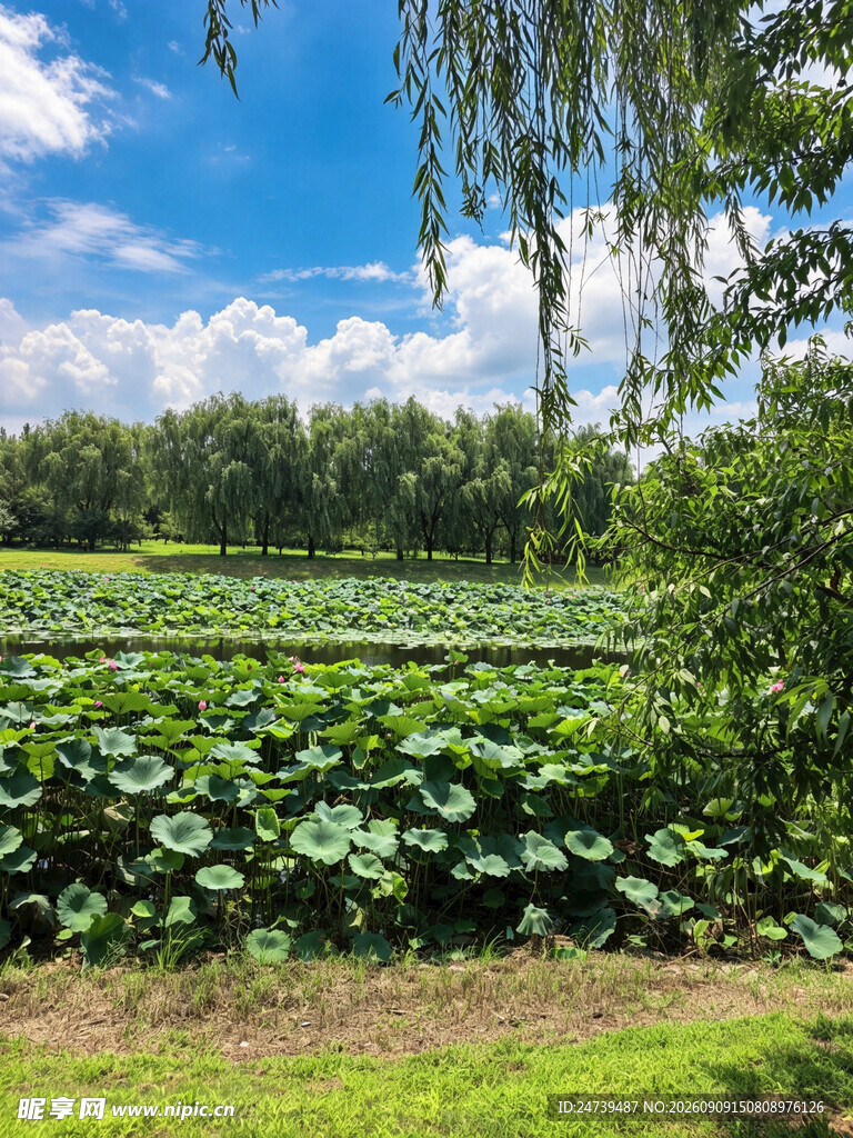 夏日荷塘田园风光
