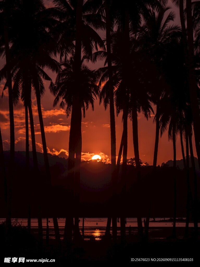 夕阳下的椰林美景