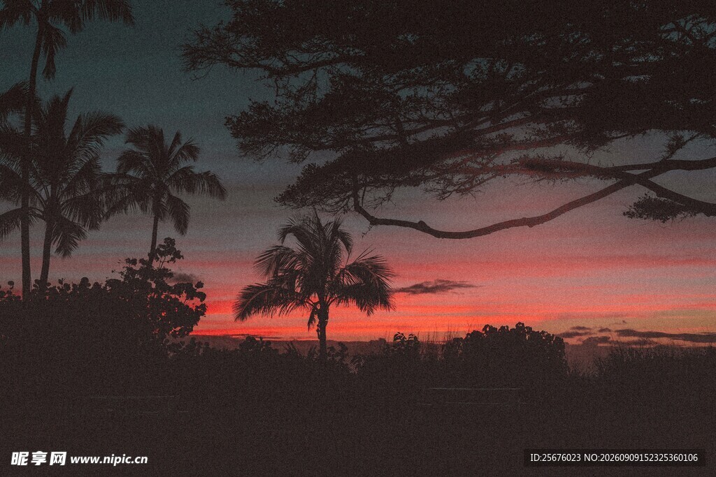 夕阳下的椰树剪影美景