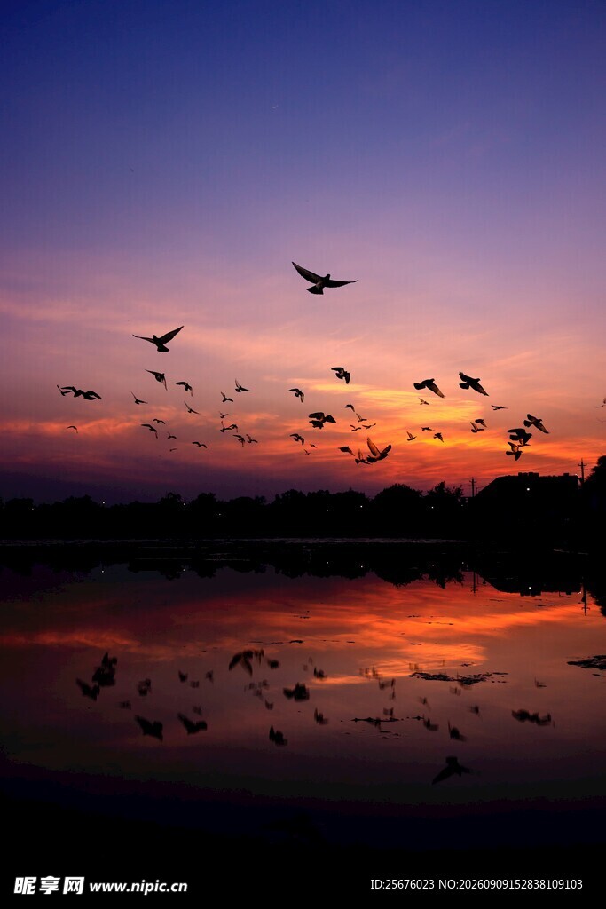 夕阳下飞鸟翔于宁静湖面