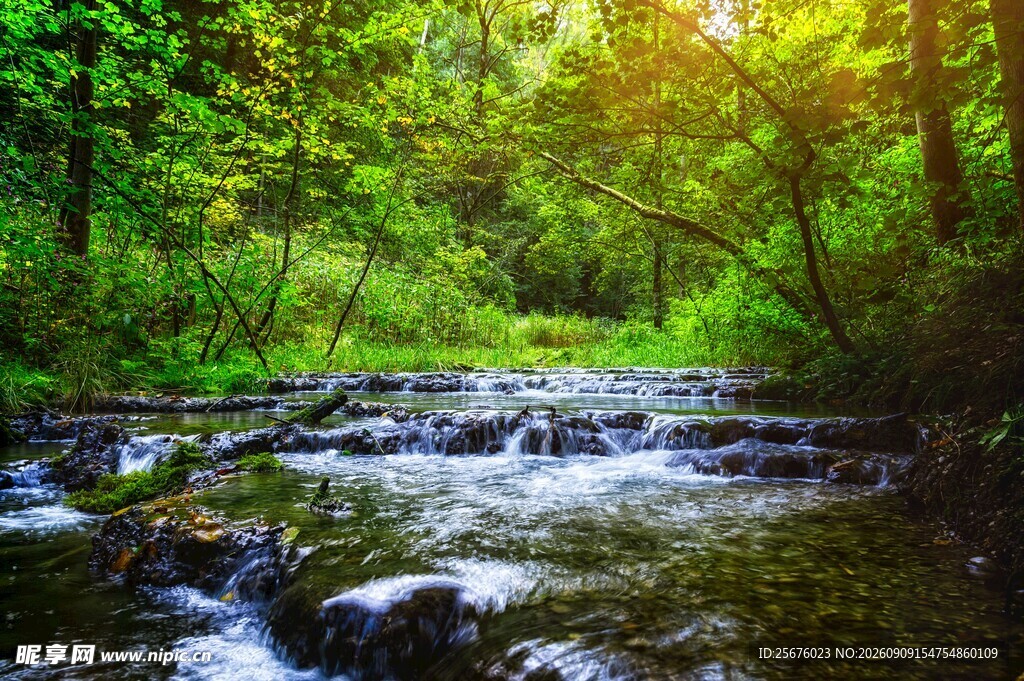 林间溪流阳光洒落的美景