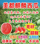美都麒麟西瓜