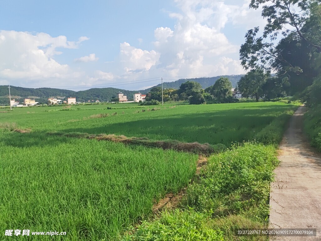 乡村绿野间的宁静小路